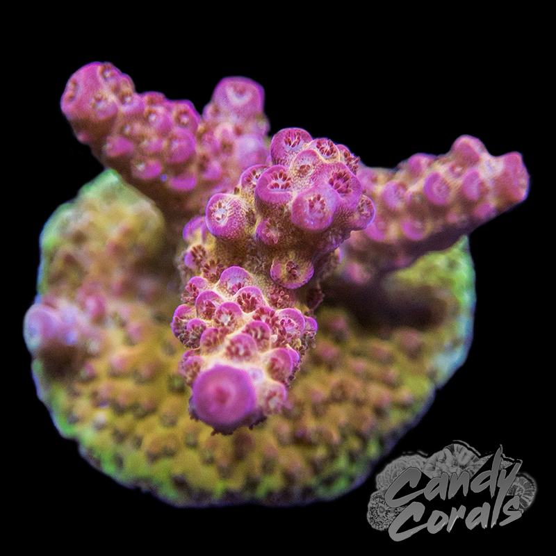 PC Rainbow Acropora Sp. Frag A62