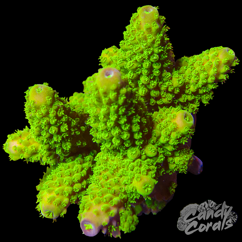 Acropora Sp. Colony WYSIWYG 81