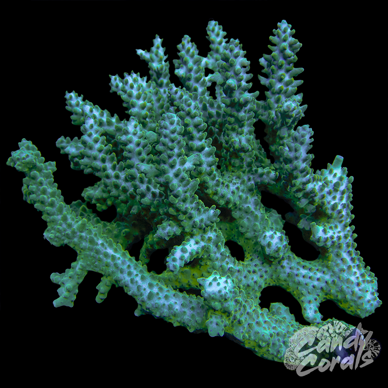 Acropora Sp. Colony WYSIWYG 51