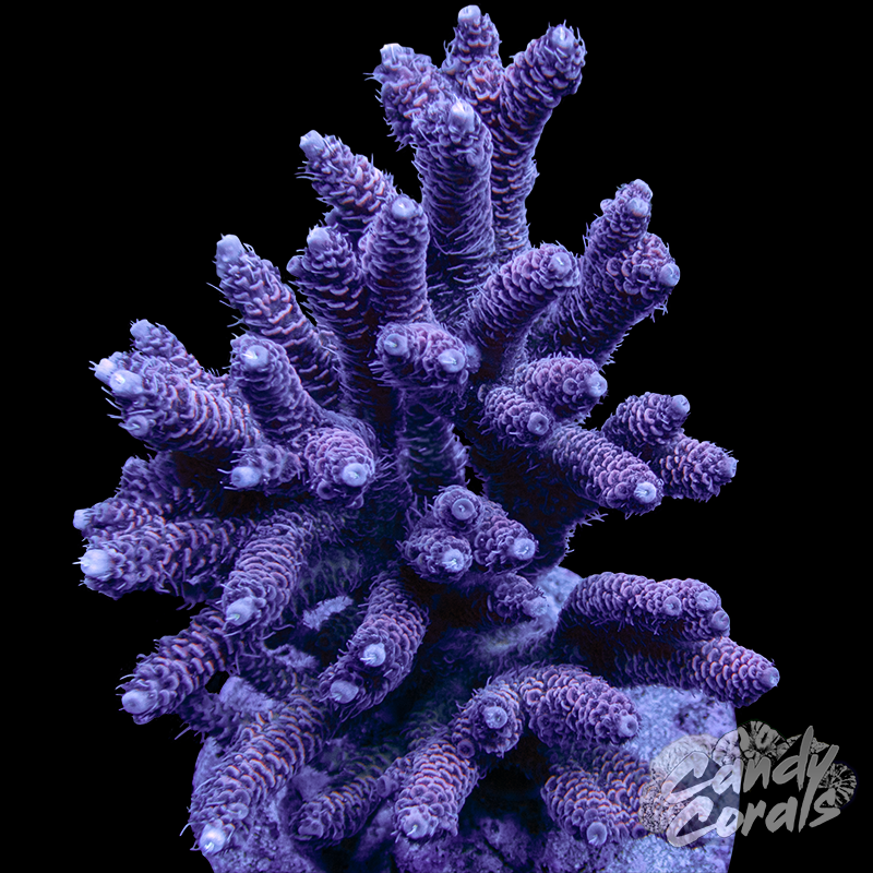 Acropora Sp. Colony WYSIWYG 77
