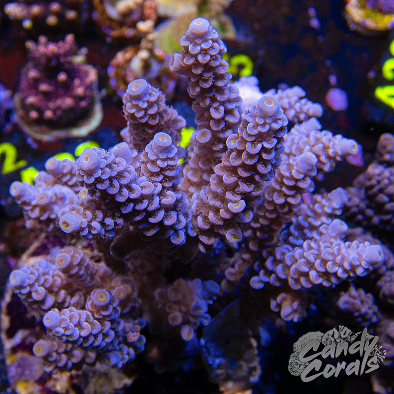 Acropora Sp. Colony WYSIWYG 41