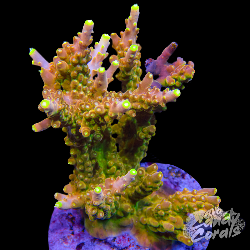 Acropora Sp. Colony WYSIWYG 75
