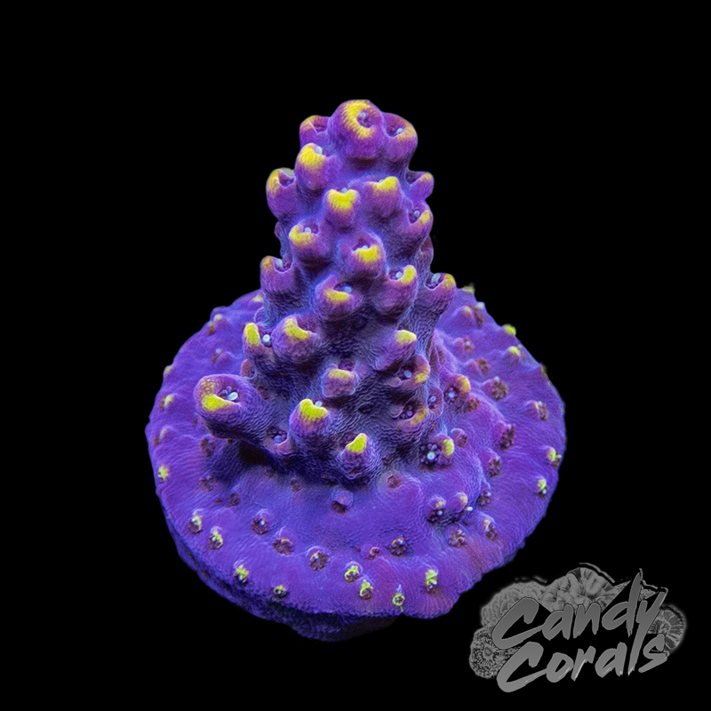 TSA Spyro the Dragon Acropora Sp. Frag – Candy Corals