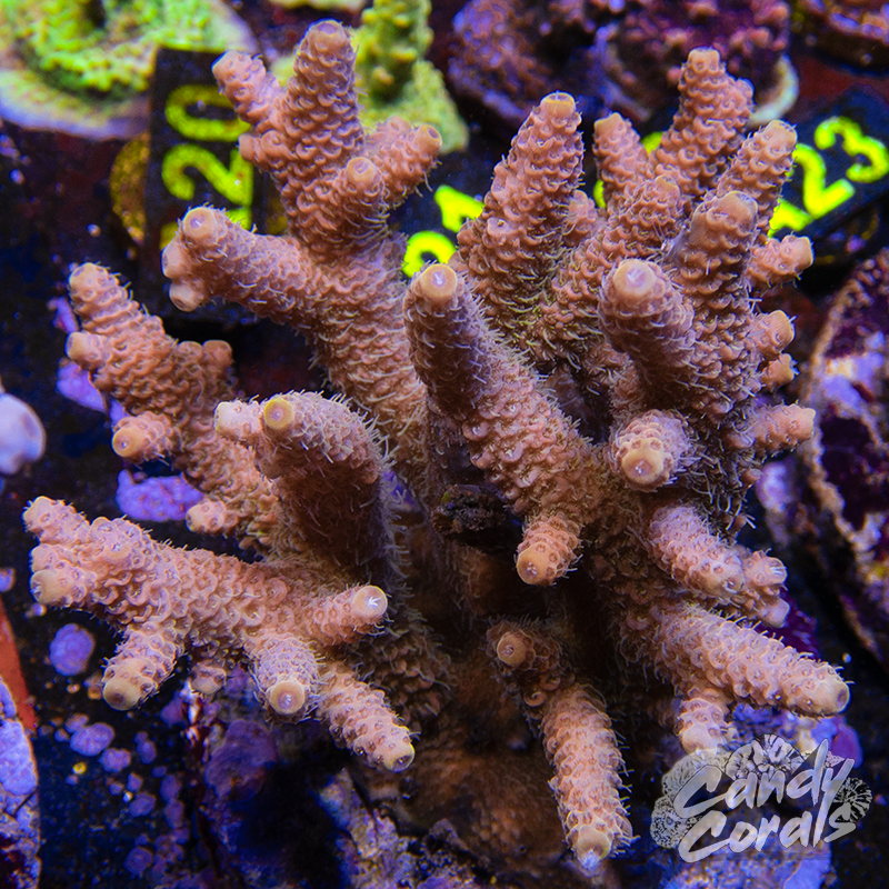 Acropora Sp. Colony WYSIWYG 42