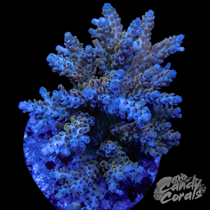 Acropora Sp. Colony WYSIWYG 67
