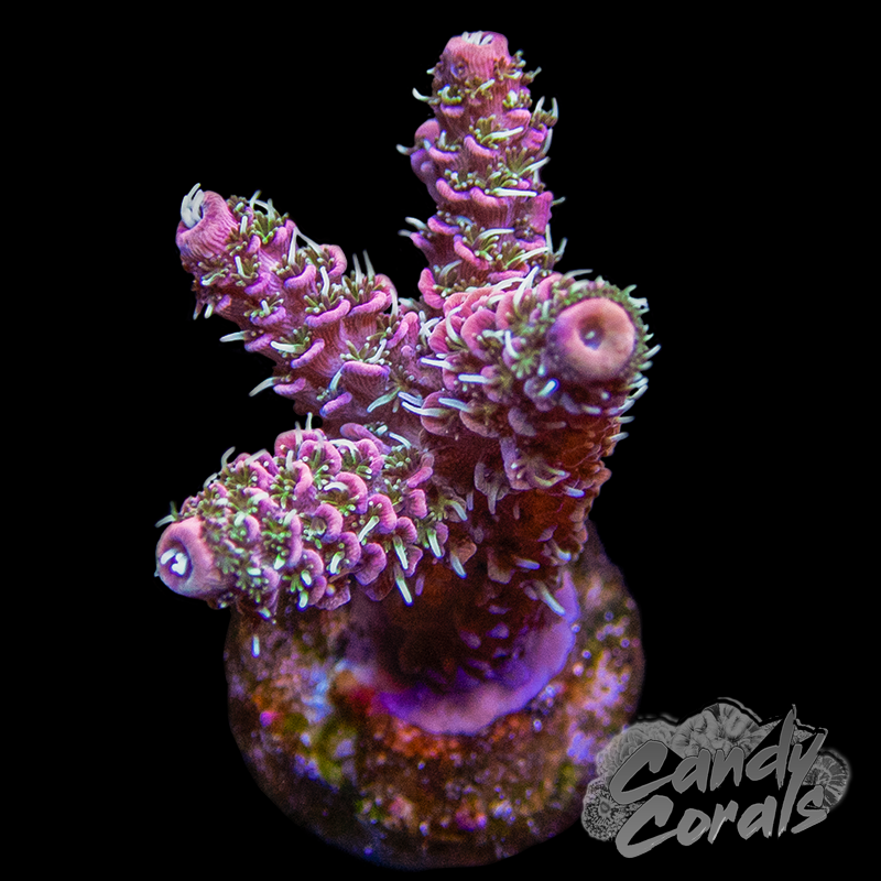 Acid Trip Acropora Sp. Frag