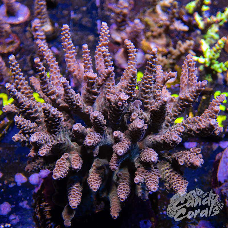 Acropora Sp. Colony WYSIWYG 43
