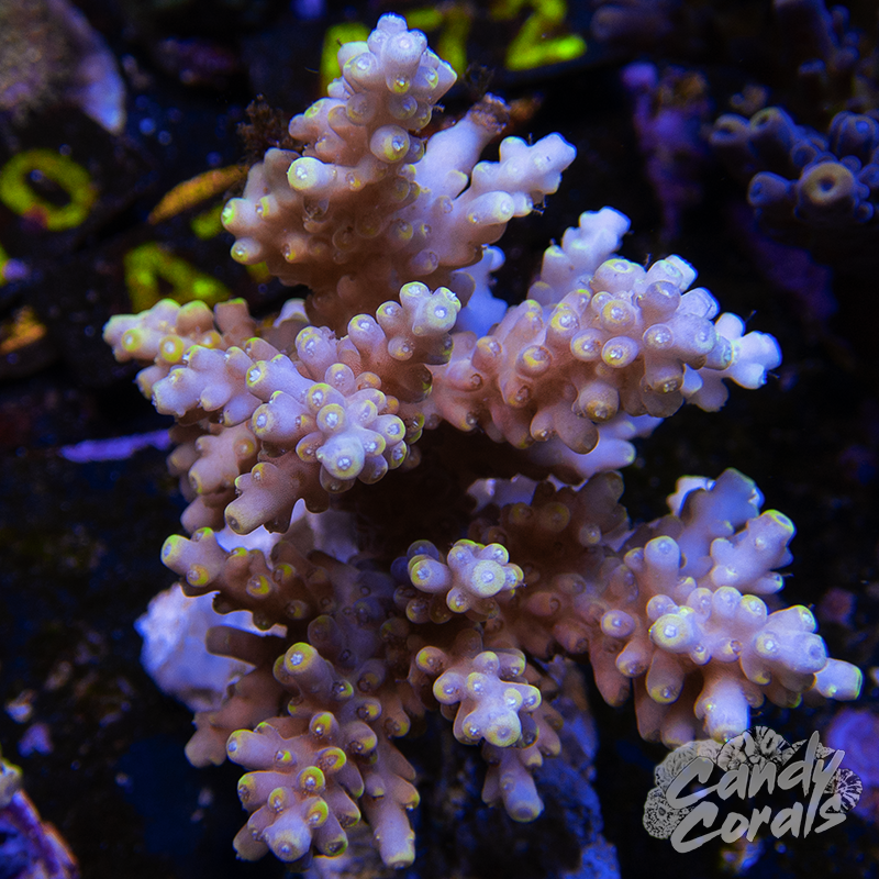 Acropora Sp. Colony WYSIWYG 45