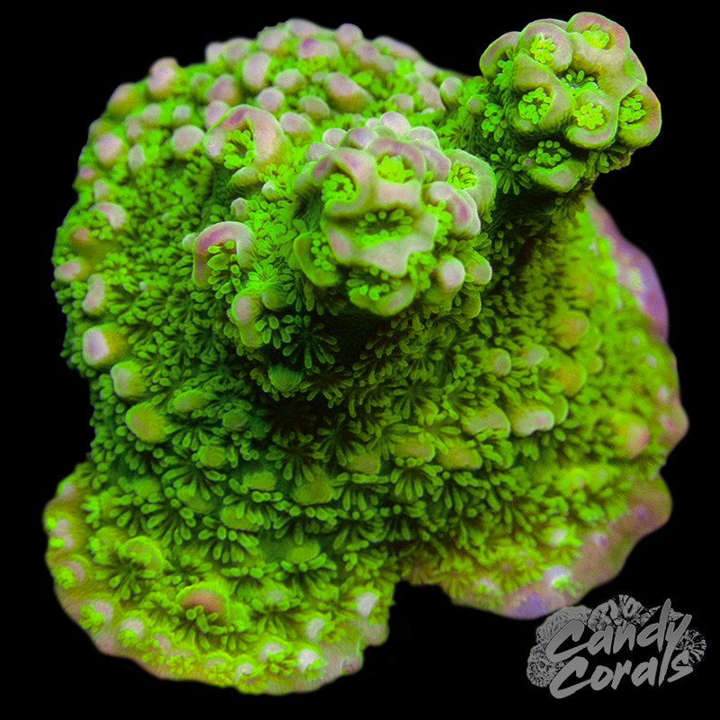 TSA Margaritaville Acropora Sp. Frag A45