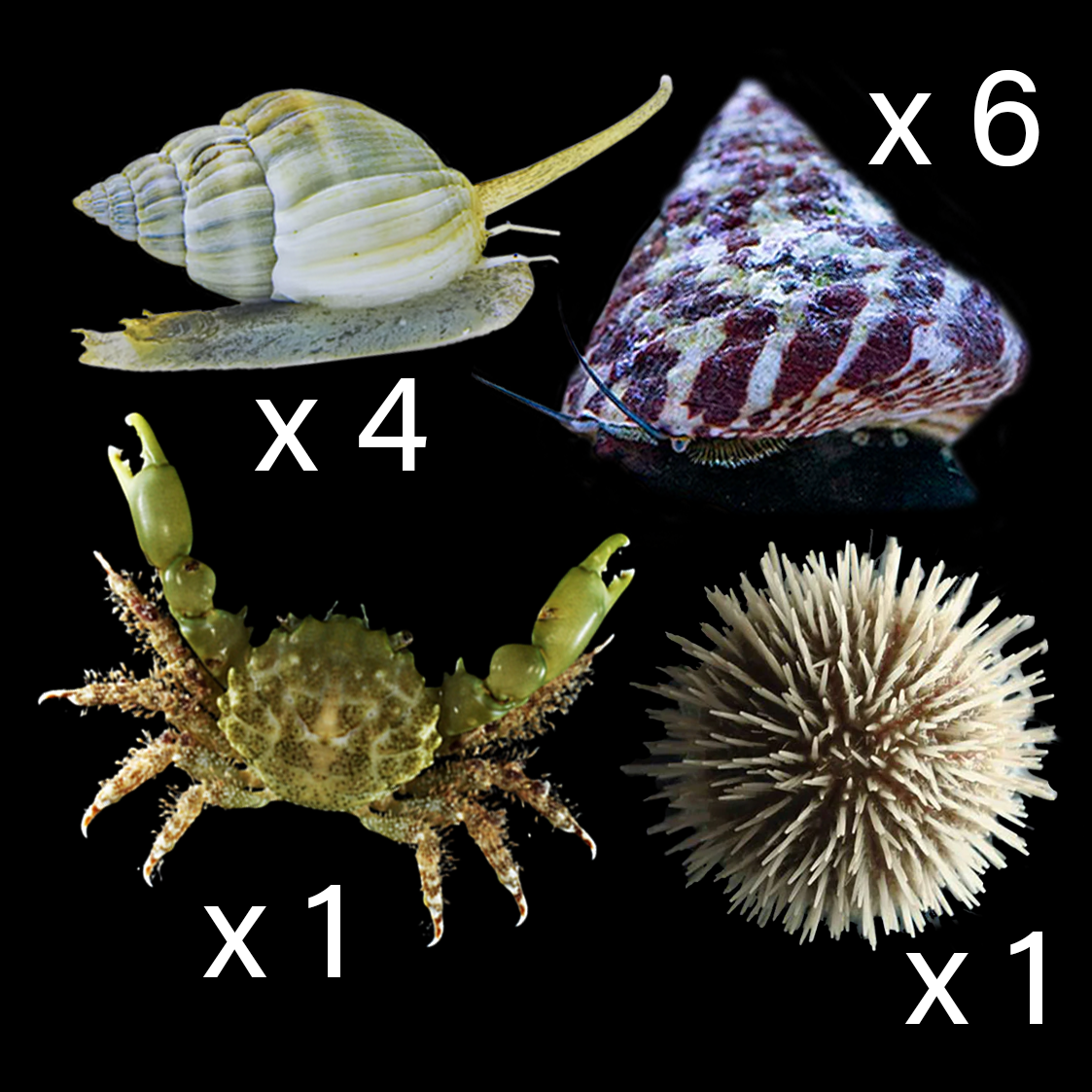 Algae Clean Up Crew Pack (Medium 30 - 90 Gallons)