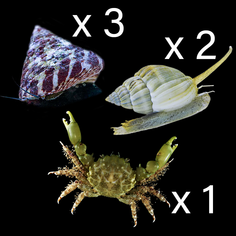 Algae Clean Up Crew Pack (Small 10 - 30 Gallons)