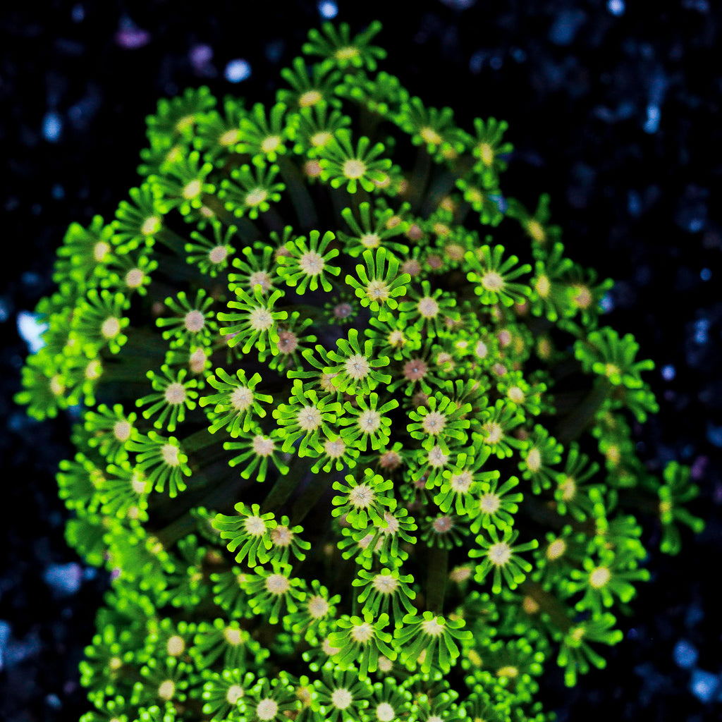 Small Pink Center Alveopora Colony