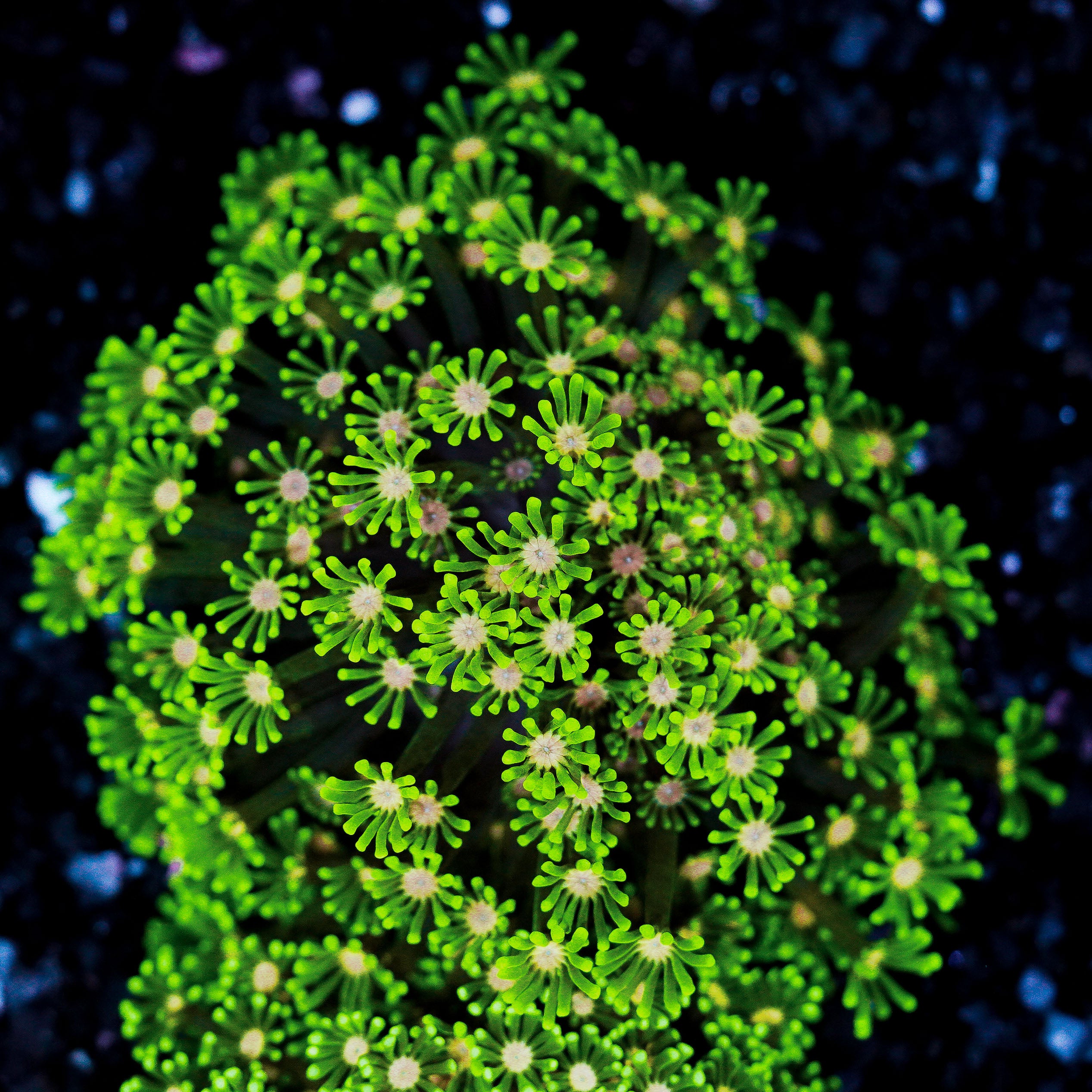 Small Pink Center Alveopora Colony