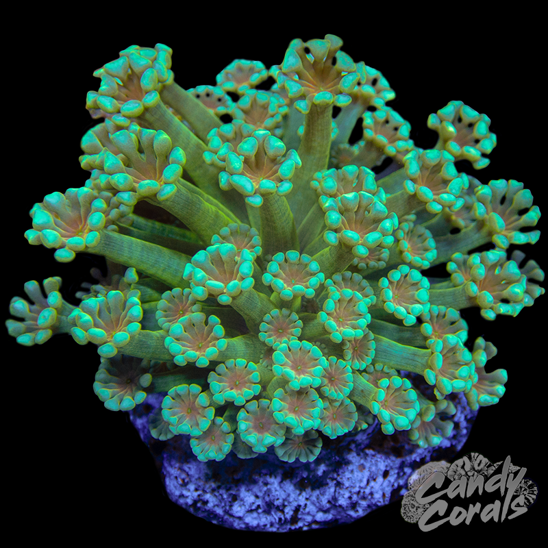 Small Ultra Alveopora Colony WYSIWYG 8