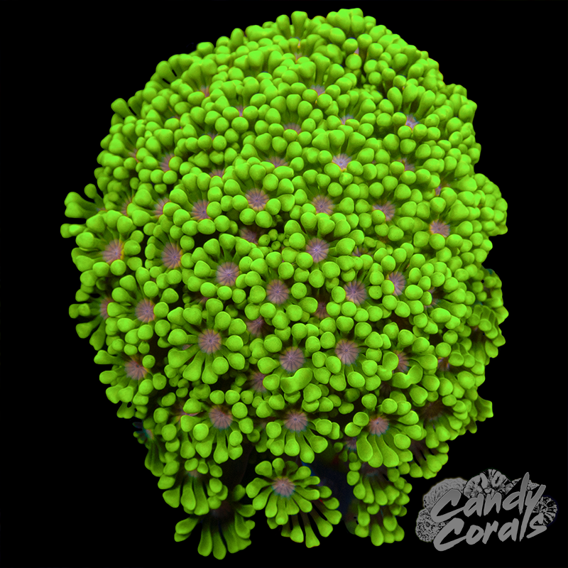 Small Pink Center Alveopora Colony