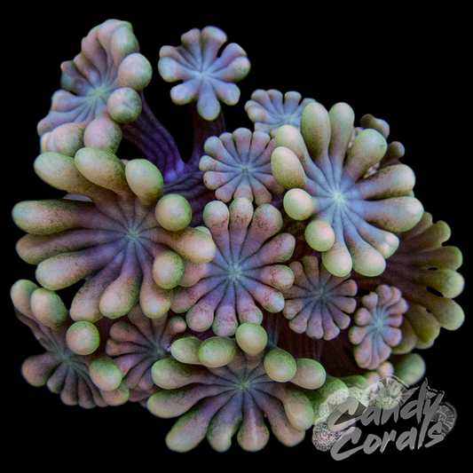 Ultra Pink Rainbow Alveopora Frags