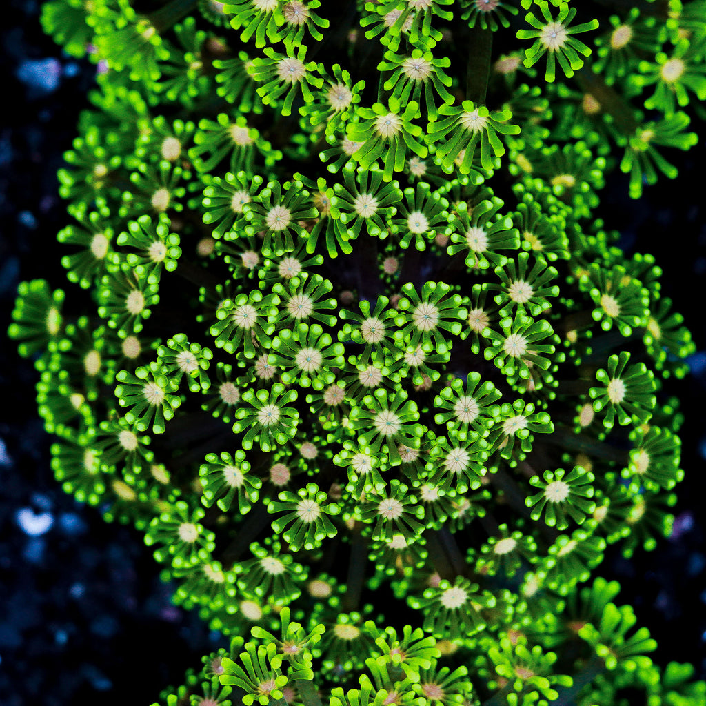 Small Pink Center Alveopora Colony
