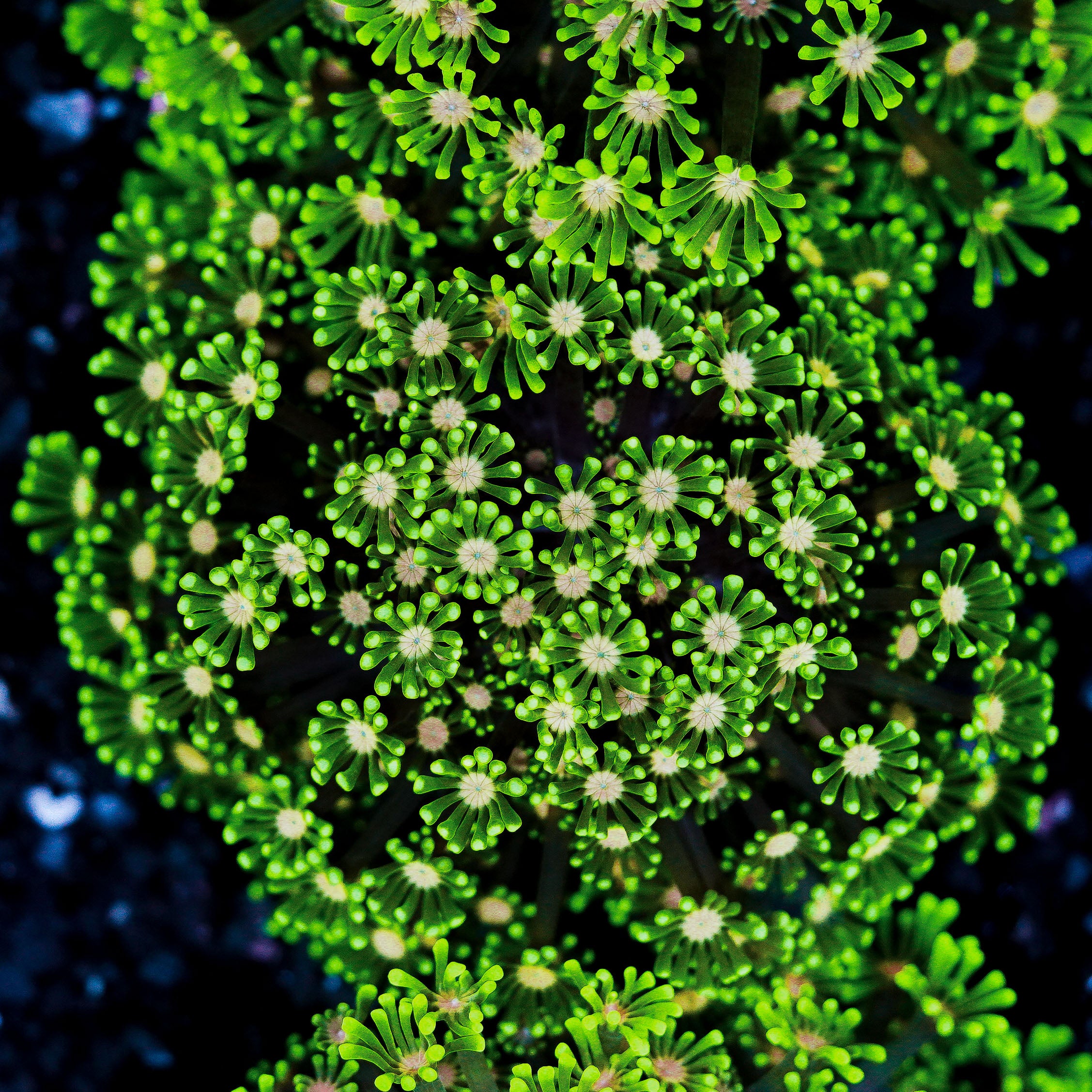 Small Pink Center Alveopora Colony