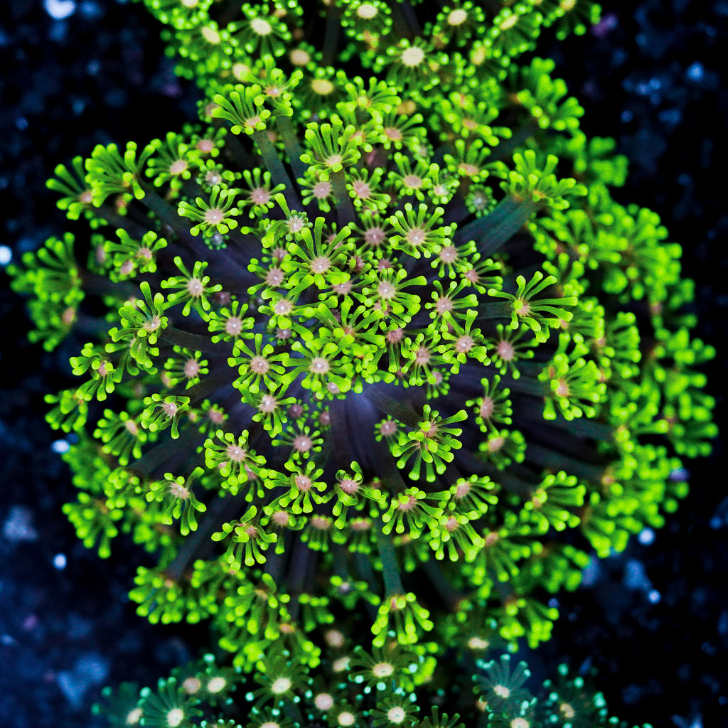 Small Pink Center Alveopora Colony