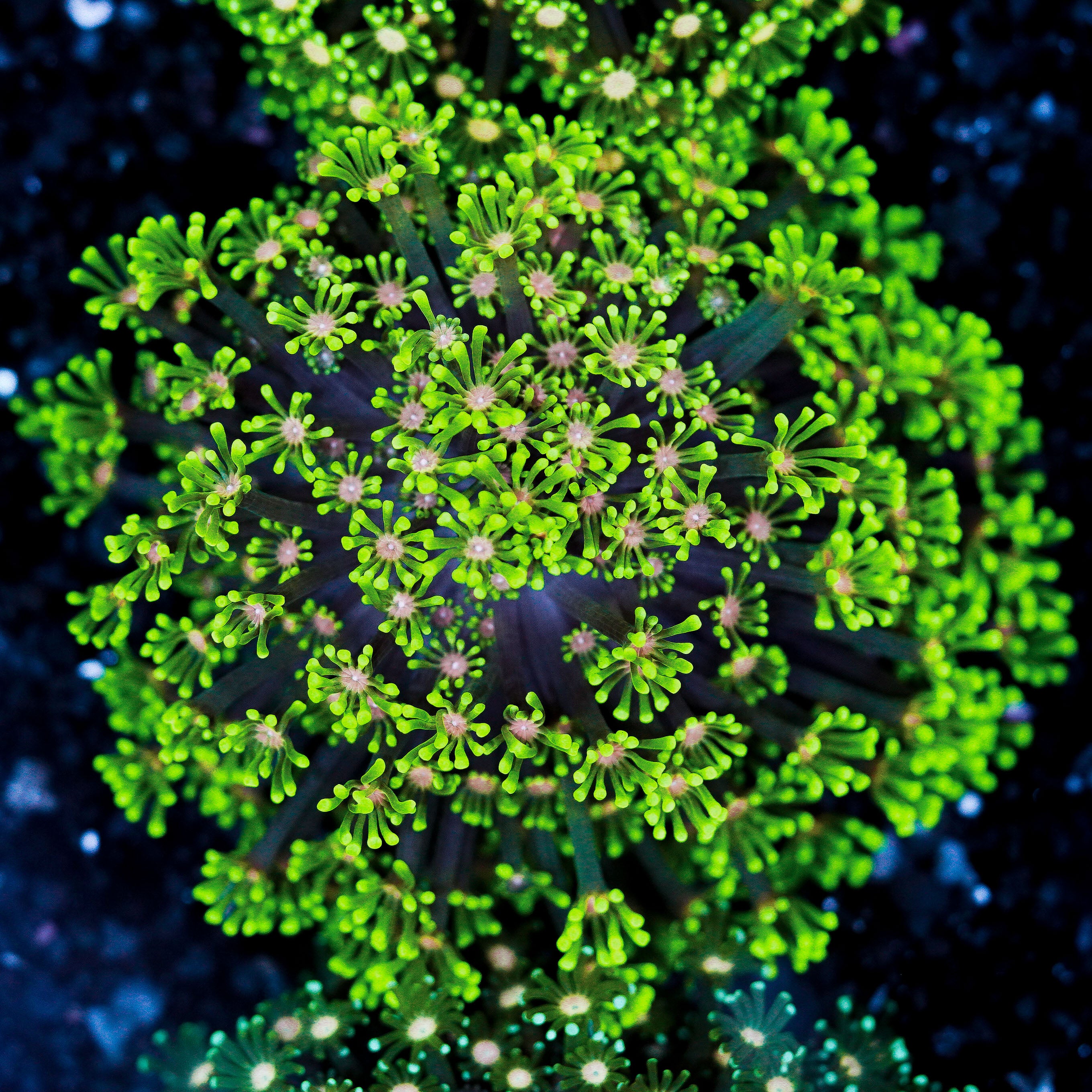 Small Pink Center Alveopora Colony