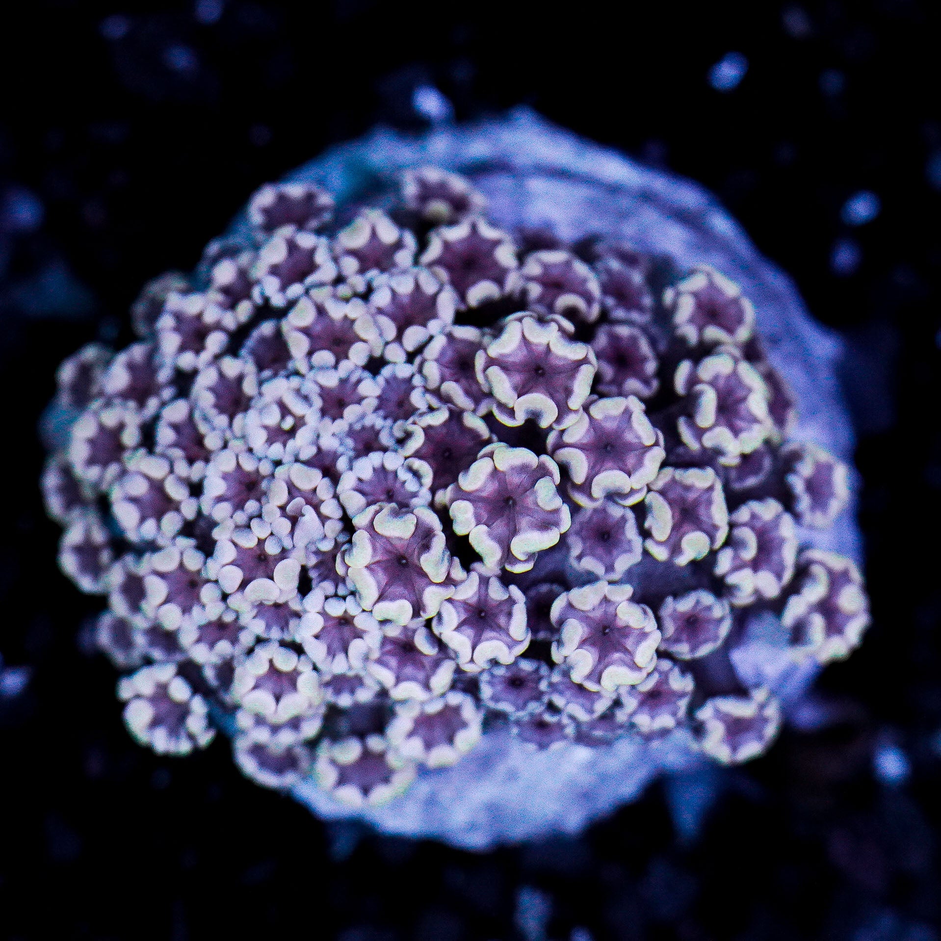 Small Pink Alveopora Duo WYSIWYG 3