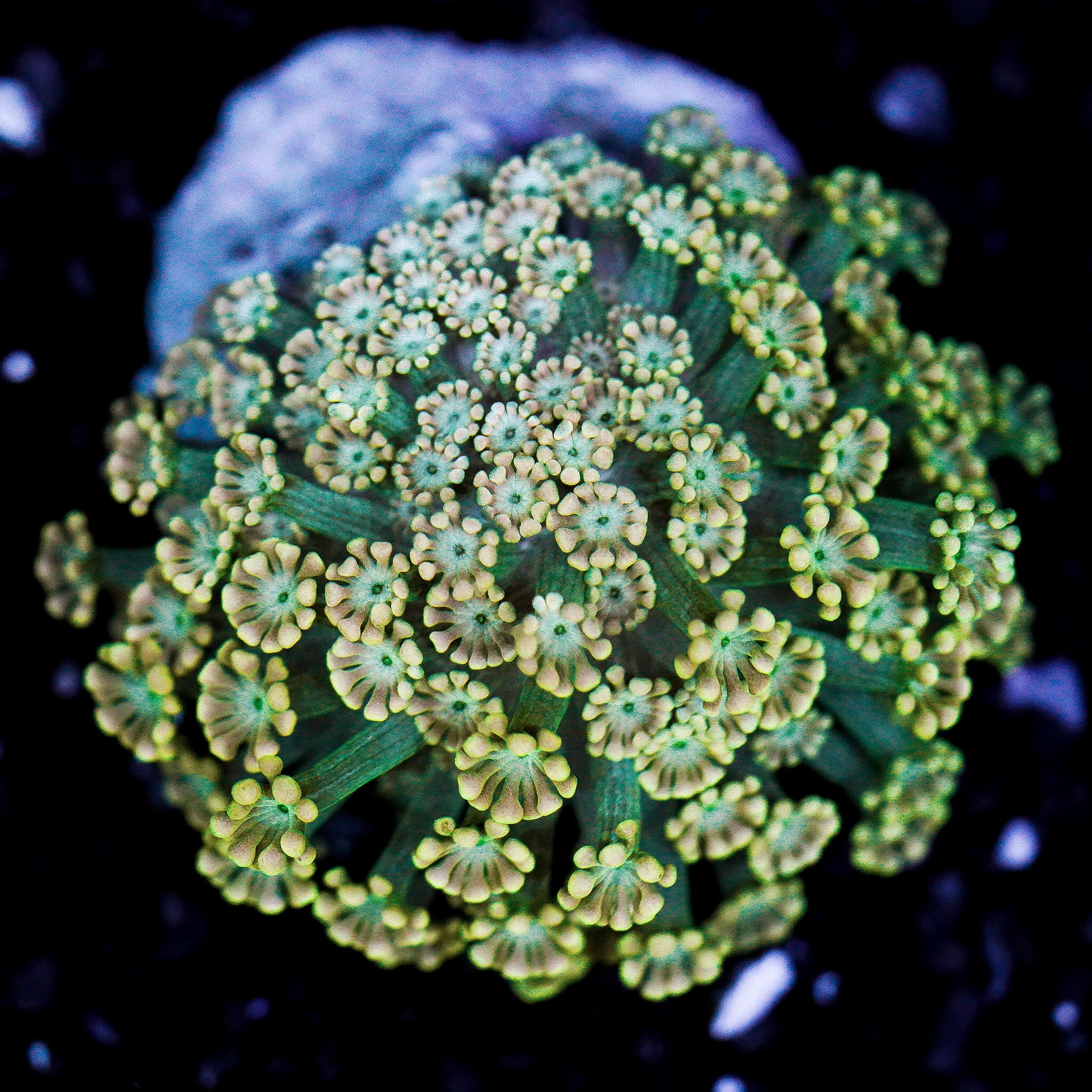 Small Pink Alveopora Colony WYSIWYG 4