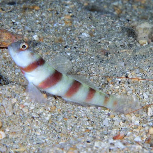 Steinitz Shrimp Goby