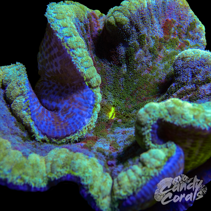 Multicolor Pizza Anemone