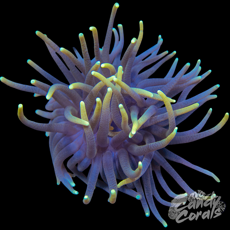 Yellow Tip Bubble Tip Anemone
