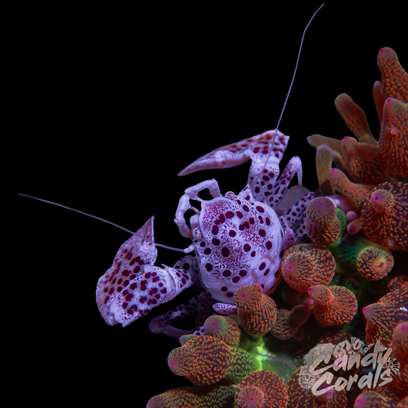 Porcelain Anemone Crab