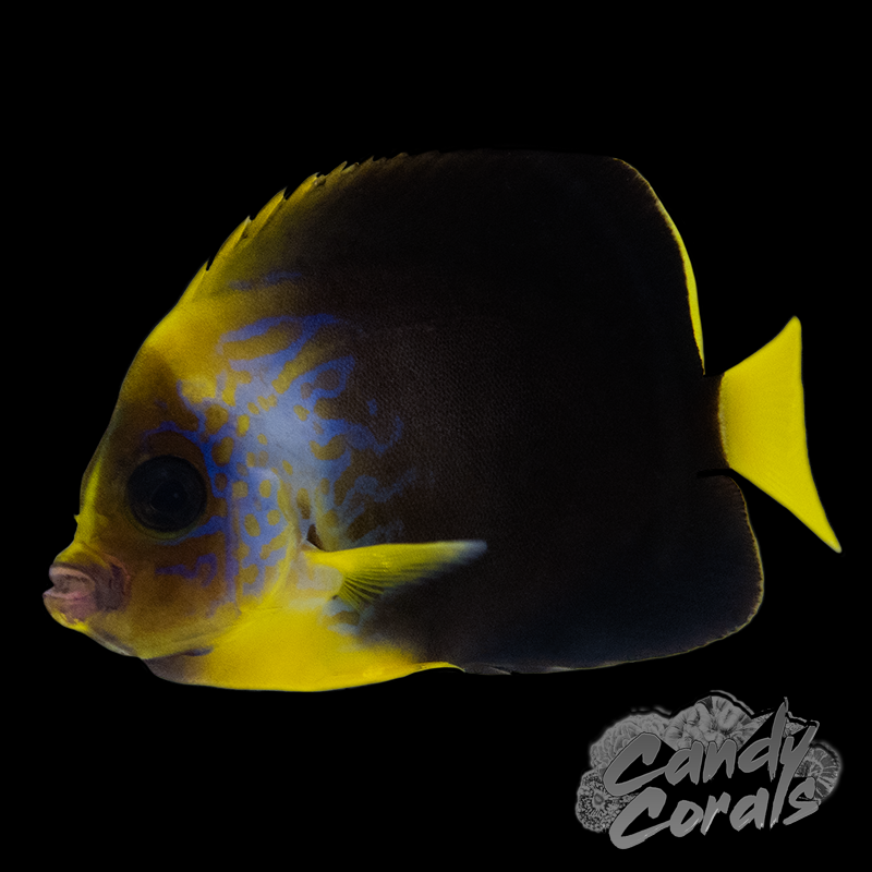 Captive Bred Hybrid Maze/Personifer Angelfish