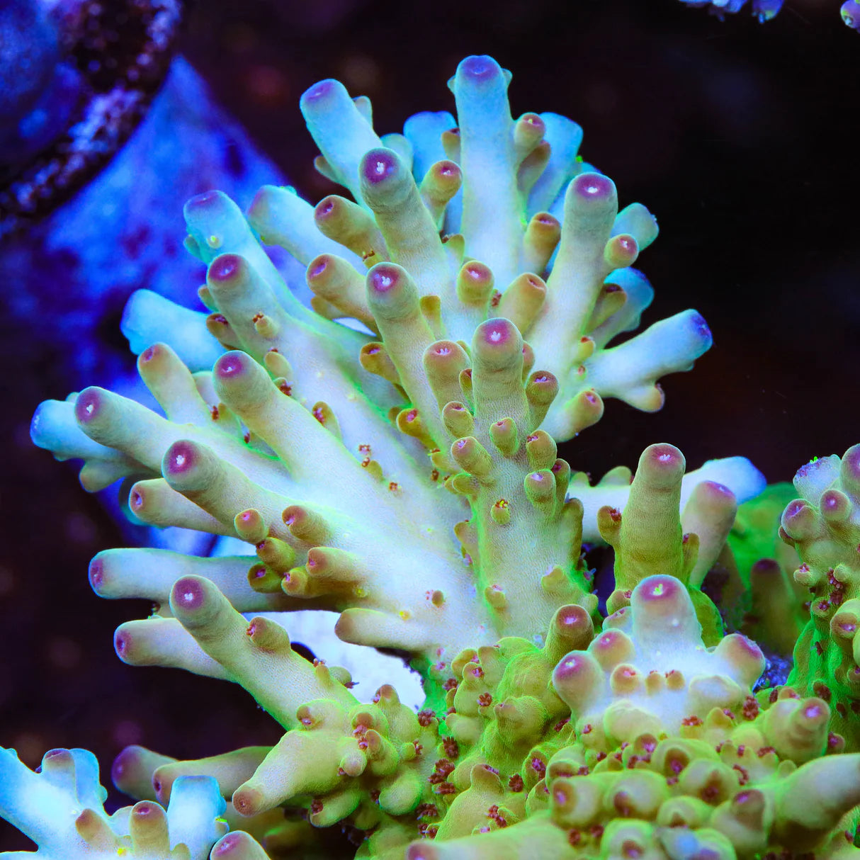 Appletini Acropora Sp. Frag A43