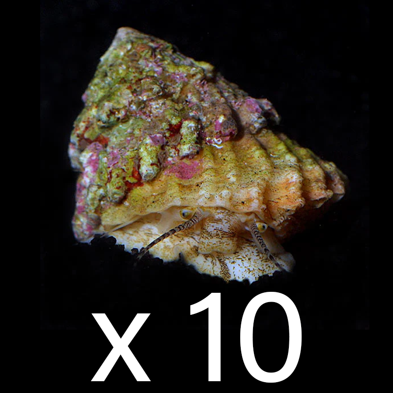 Astraea Snail