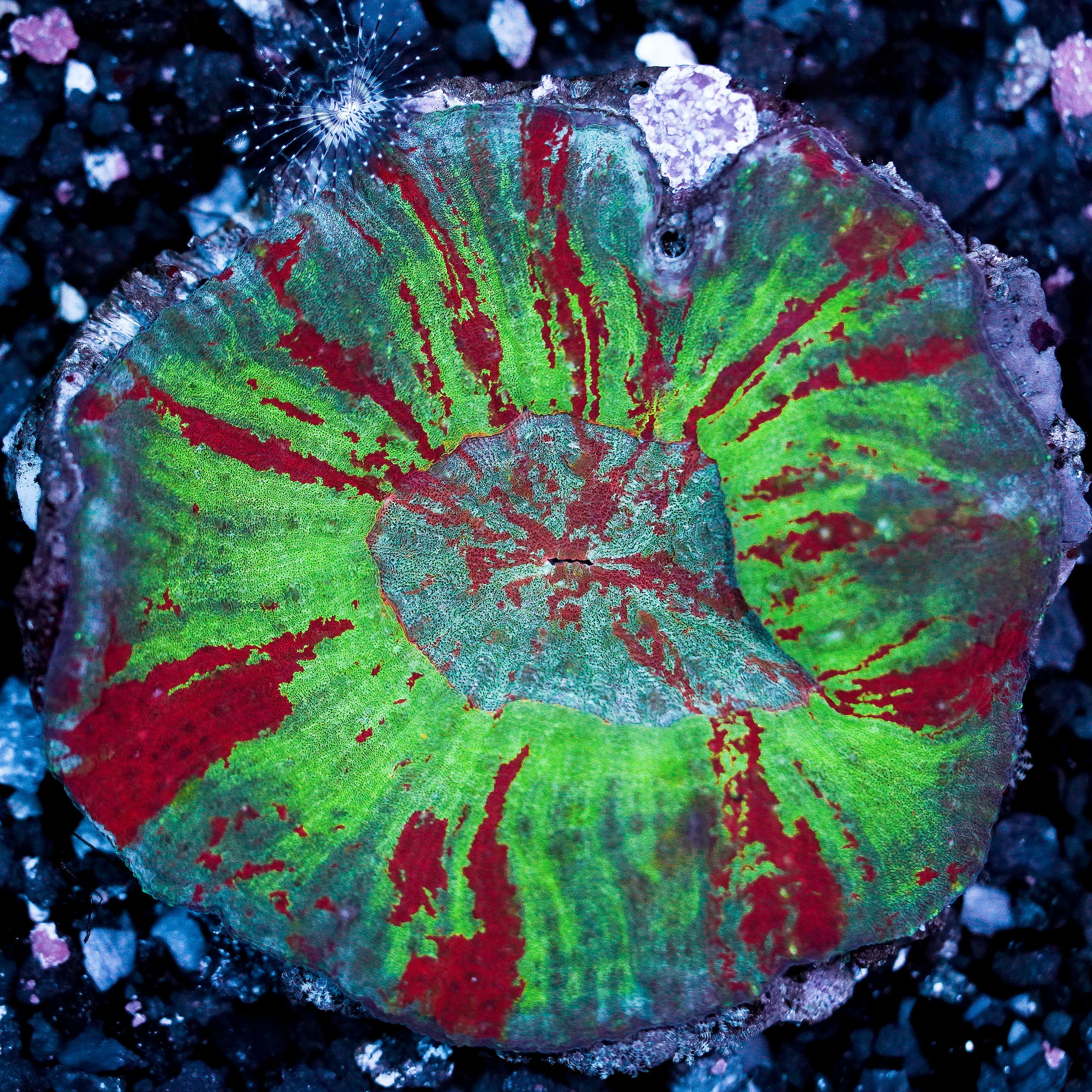 Bleeding Apple Australomussa Colony WYSIWYG 8