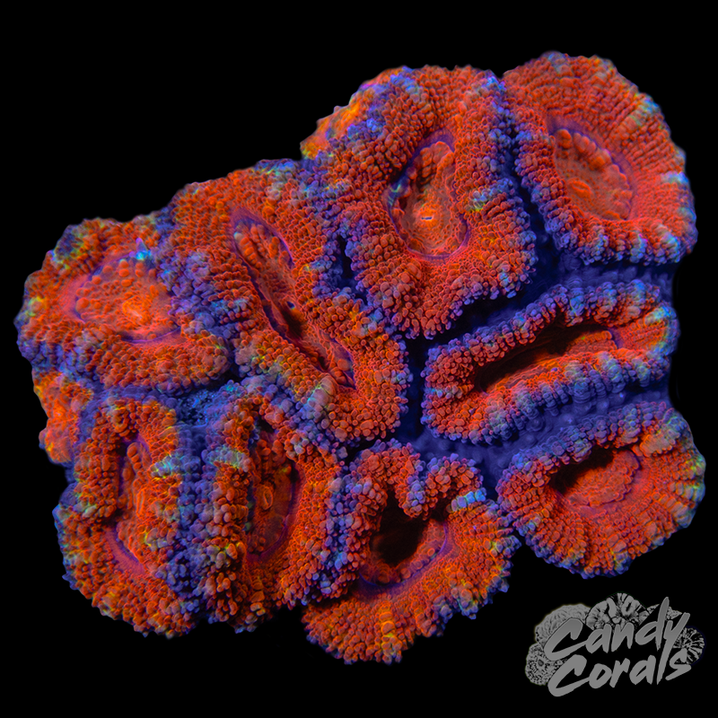 Ultra Acan Lord WYSIWYG 54