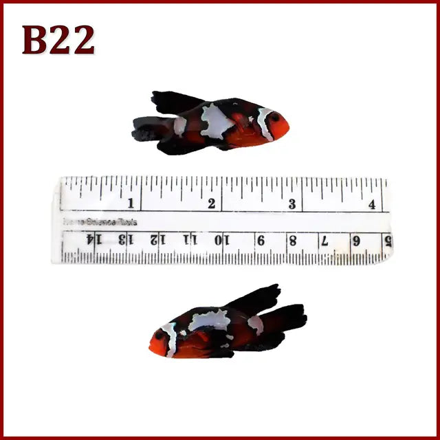 Blacker Ice Longfin Clownfish