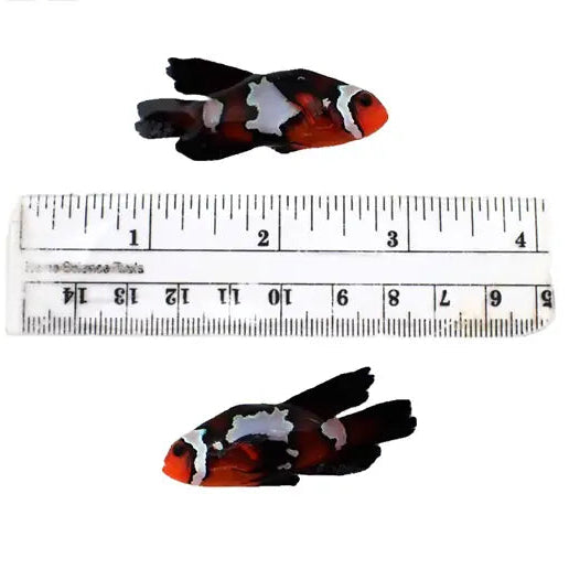 Bonded Pair Blacker Ice Longfin Clownfish 4