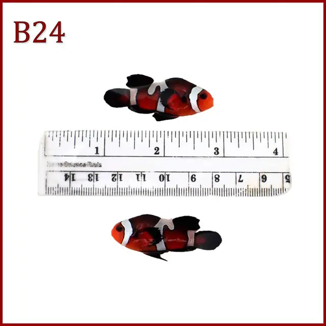 Teardrop Mocha Gladiator Longfin Clownfish WYSIWYG