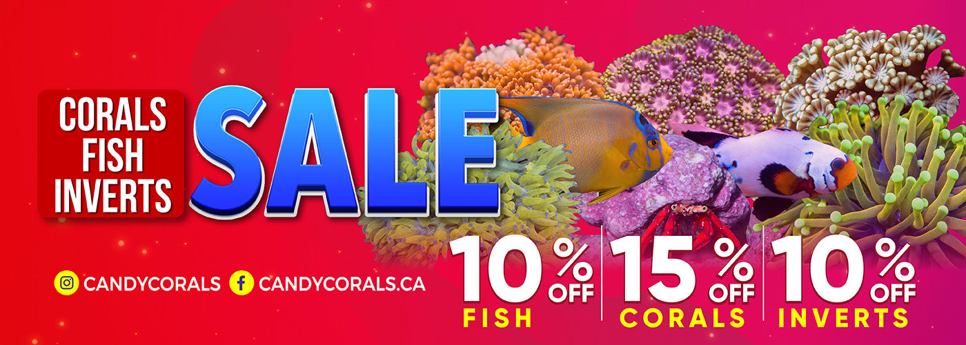 Coral fish and top store
