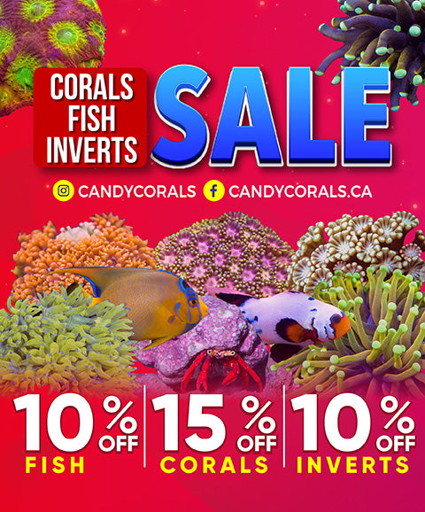 Coral stores near me online
