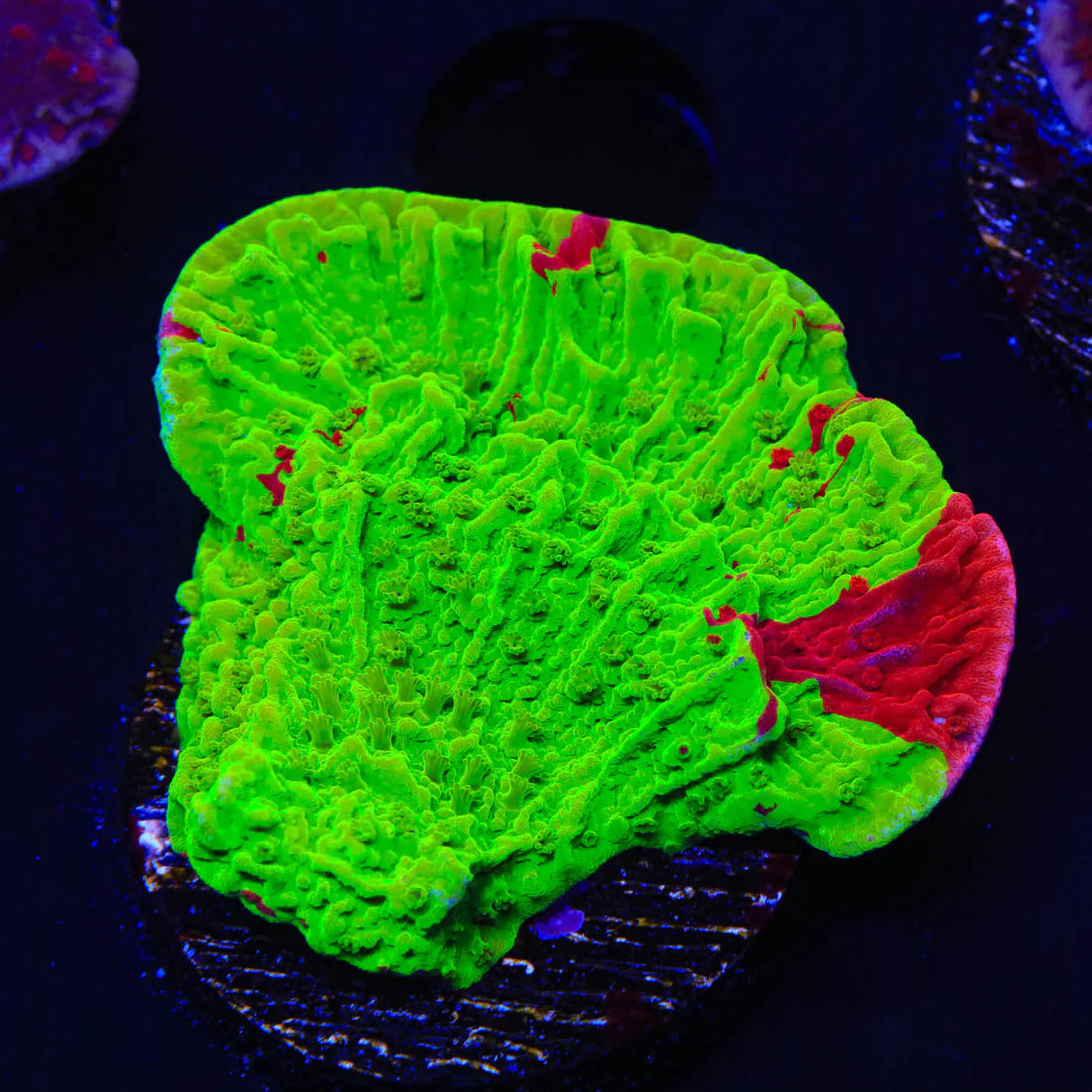 TSA Nuclear Fusion Montipora Frag M18