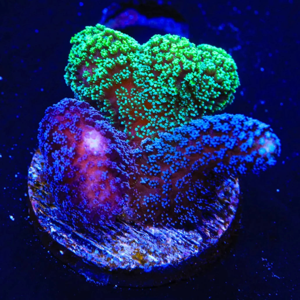 Triple Threat Stylophora Coral