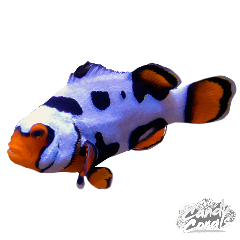 Black Helmet Picasso Clownfish