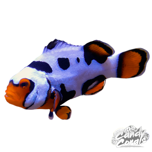 Black Helmet Picasso Clownfish