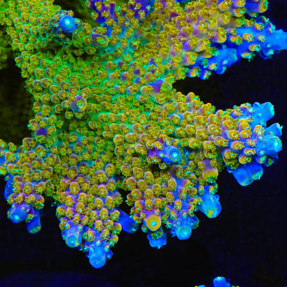 BC Bubblebath Unicorn Acropora Sp. Frag