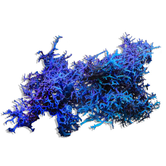 Blue Hypnea Macroalgae