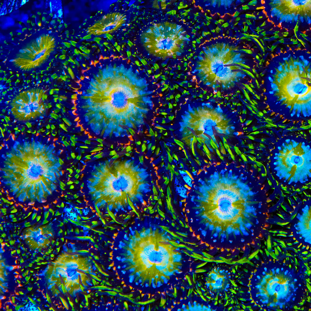 TSA Kaleidoscope Zoanthid Frag Z35