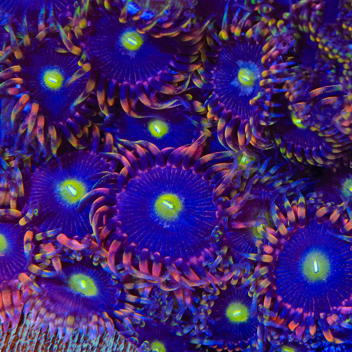 TSA Pinwheel Zoanthid Frag