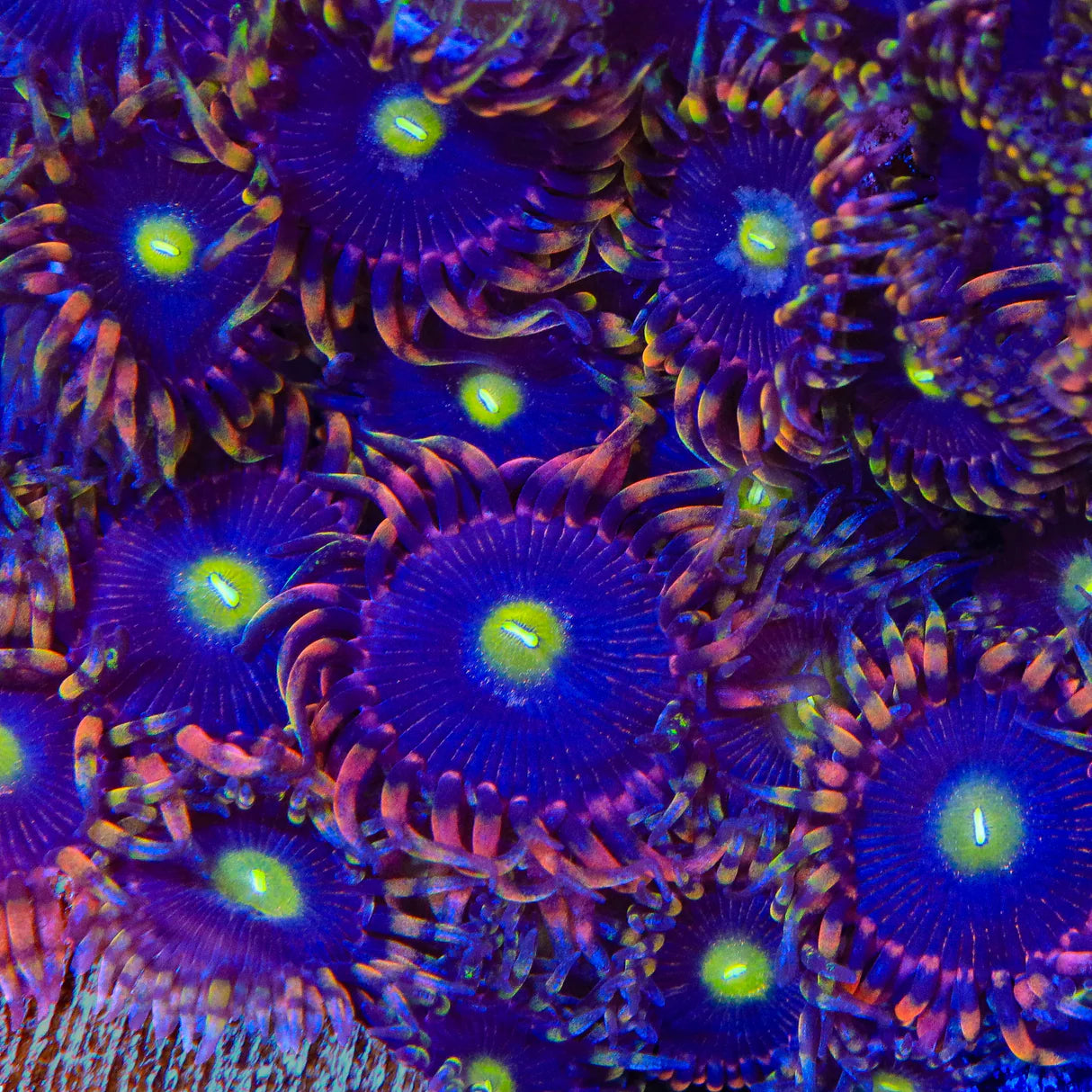 TSA Pinwheel Zoanthid Frag Z41