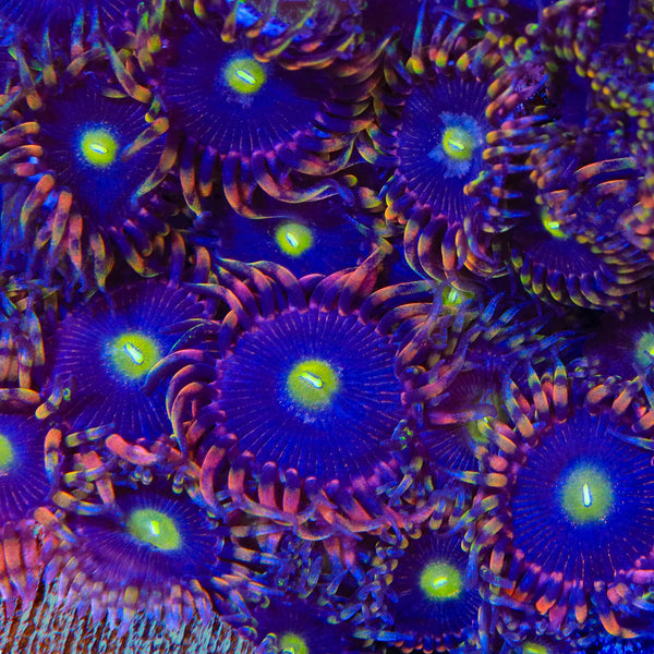 TSA Pinwheel Zoanthid Frag Z32 – Candy Corals